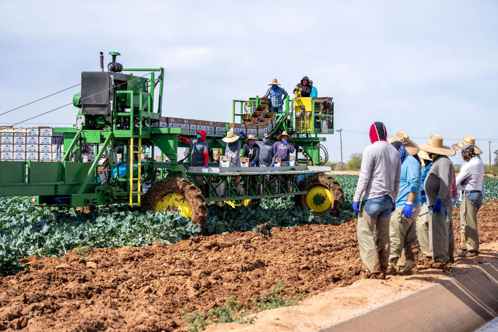 Operação agrícola mecanizada num campo de hortícolas, imagem ilustrativa